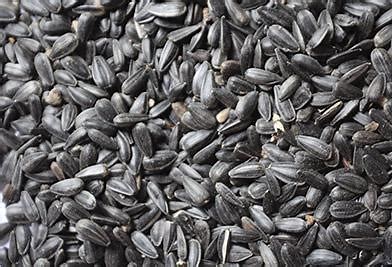 Mid-South – Black Oil Sunflower Seeds – 50lbs